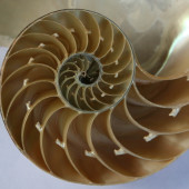Fibonacci Shell